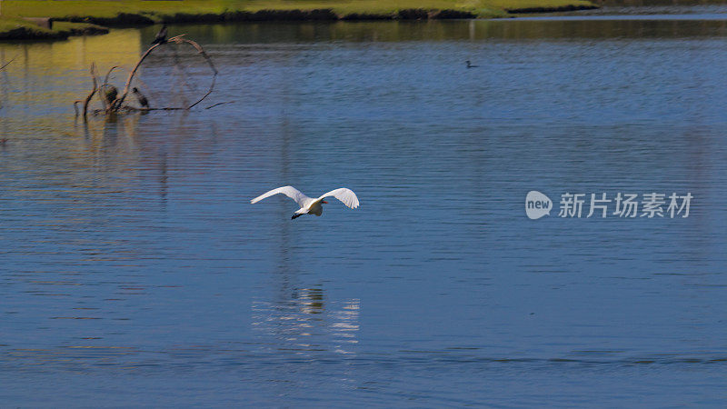 大型白色鸟，被称为大白鹭(Ardea alba)，在湖面上滑翔，反射出它的形象。